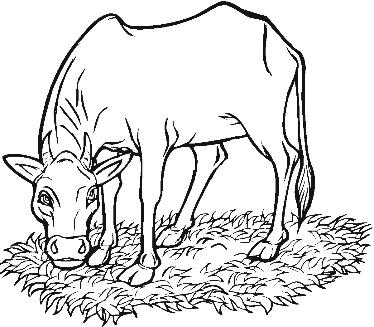printable cow coloring pages coloringme com