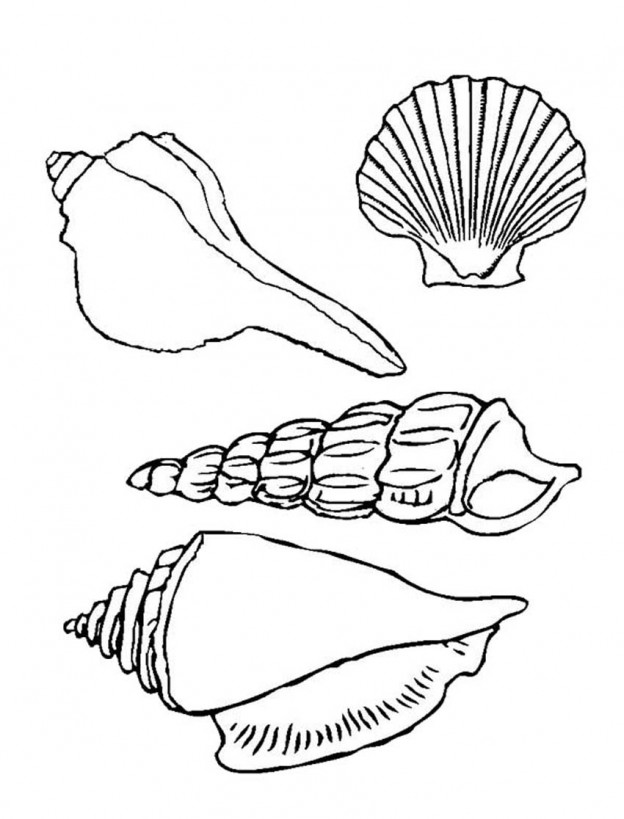 Printable Seashell Coloring Pages – ColoringMe.com