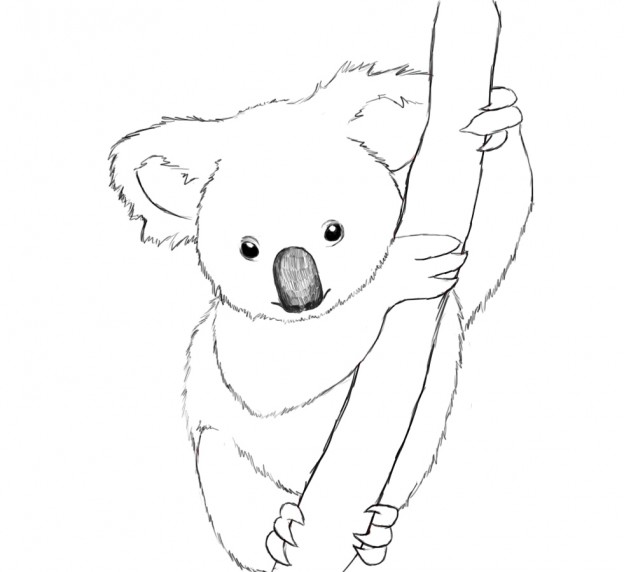 Printable Koala Coloring Pages – ColoringMe.com