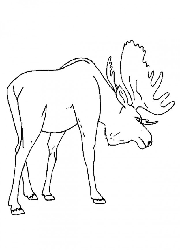 Printable Moose Coloring Pages – ColoringMe.com