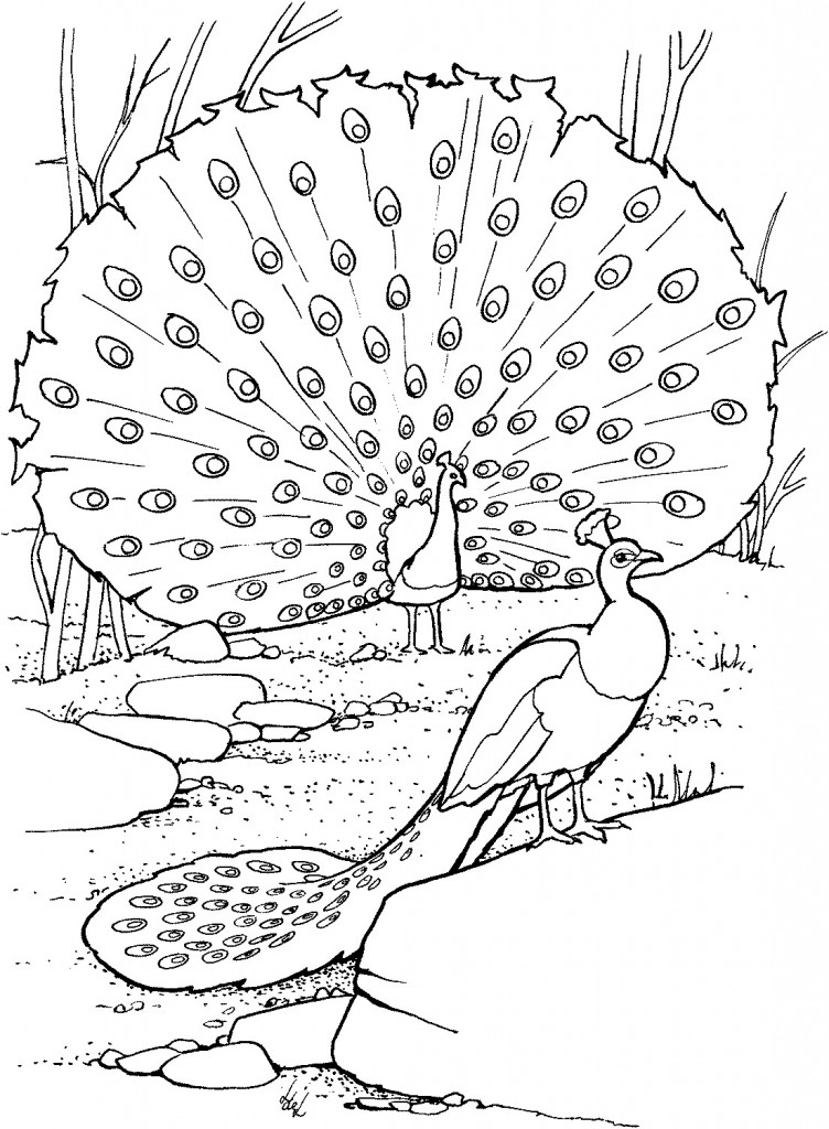 Printable Peacock Coloring Pages – ColoringMe.com