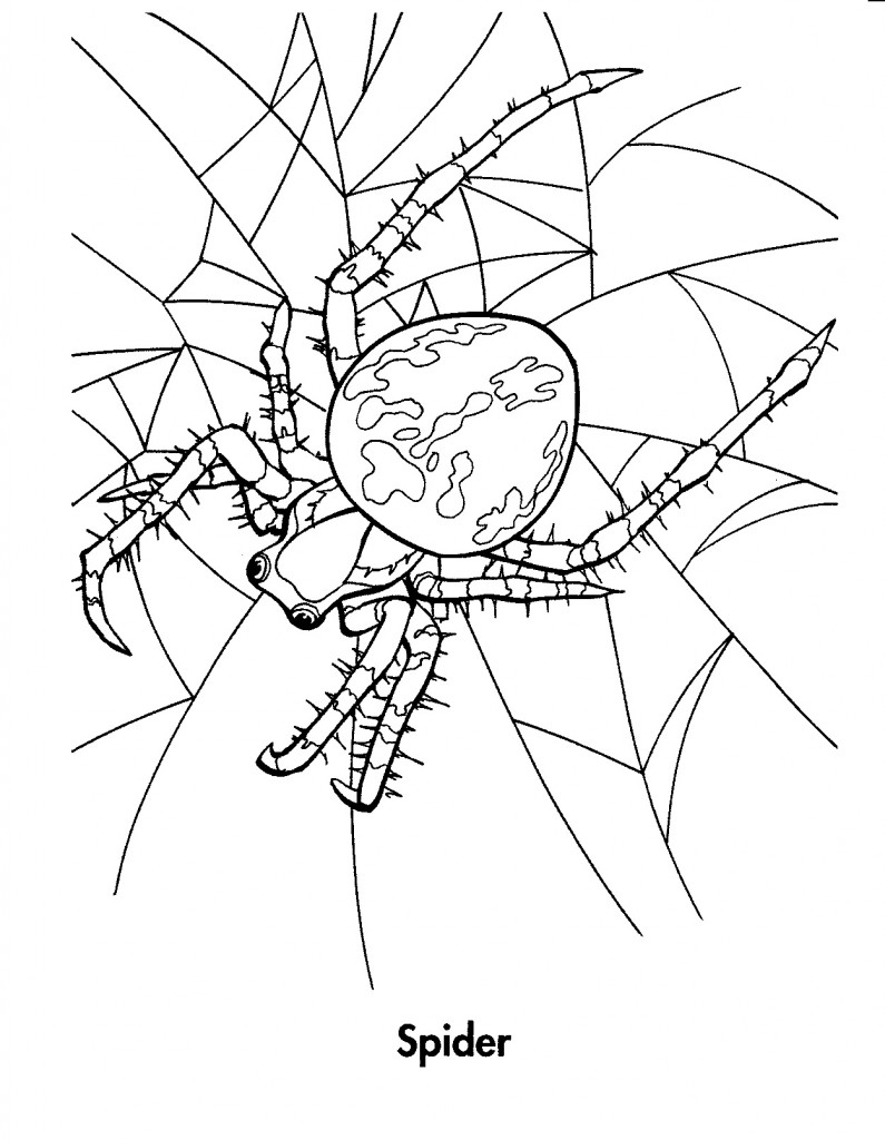 Printable Spider Coloring Pages – ColoringMe.com