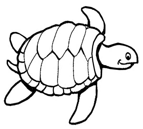 printable sea turtle coloring page  coloringme